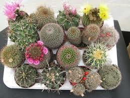 Cactus, la Planta de Junio
