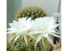 Cactus, planta junio