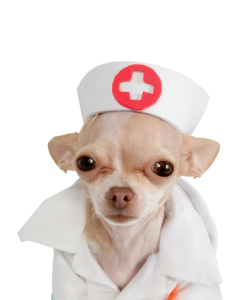 Comentario en Tu perro: lo mejor del mundo por Rachel