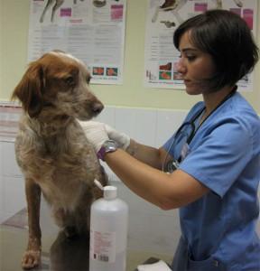 Comentario en Vacunas: un momento fundamental en la vida del cachorro por Felipe