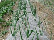 Recolección cebollas