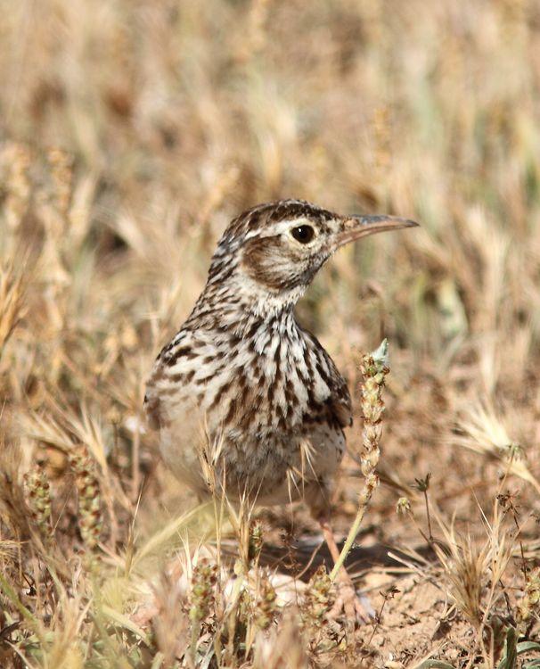 Chersophilus duponti-Alondra ricotí La esteparia más deseada y esquiva.