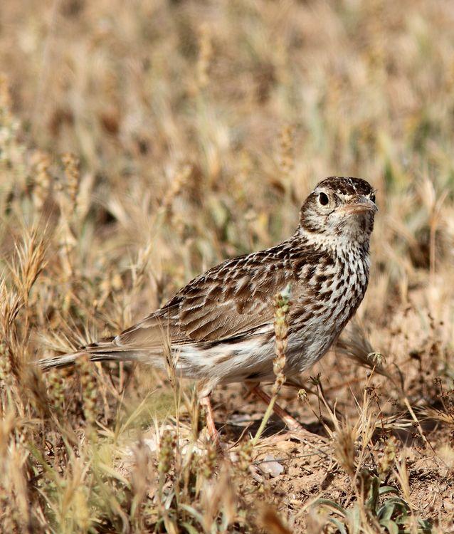 Chersophilus duponti-Alondra ricotí La esteparia más deseada y esquiva.