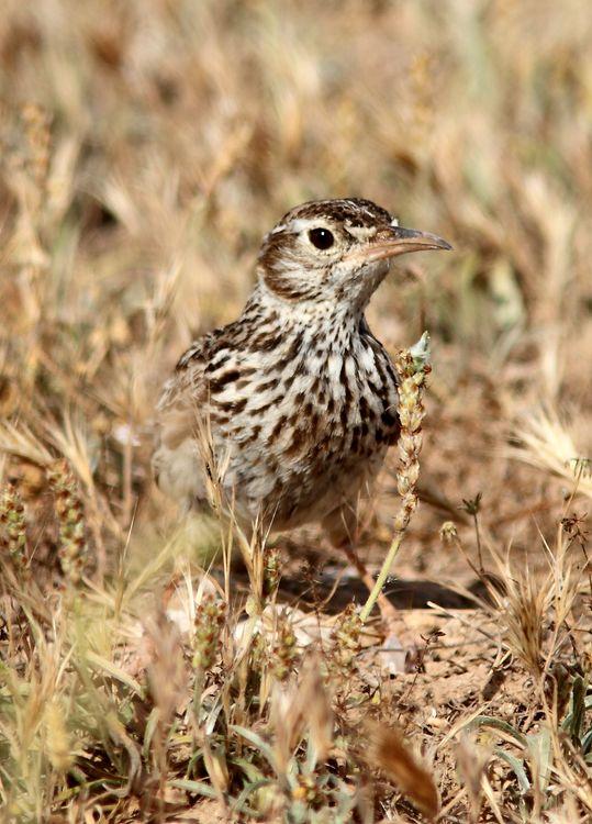 Chersophilus duponti-Alondra ricotí La esteparia más deseada y esquiva.