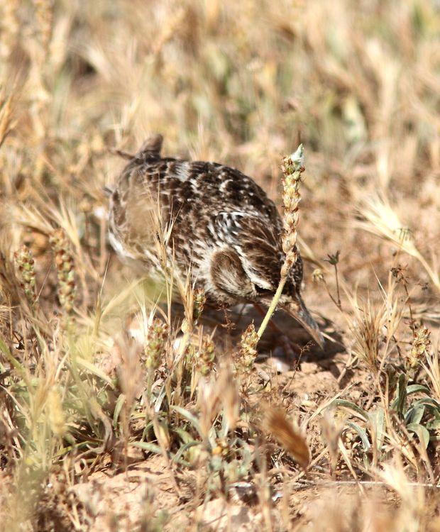 Chersophilus duponti-Alondra ricotí La esteparia más deseada y esquiva.