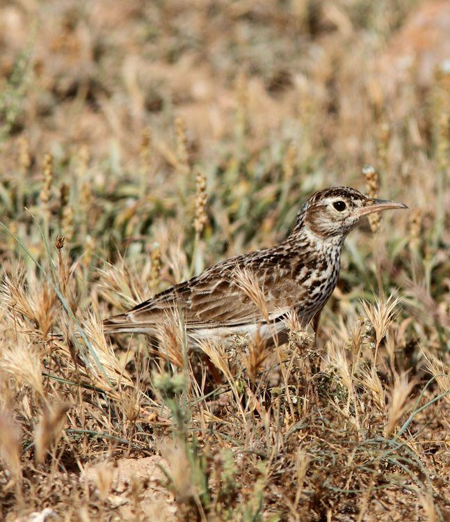 Chersophilus duponti-Alondra ricotí La esteparia más deseada y esquiva.