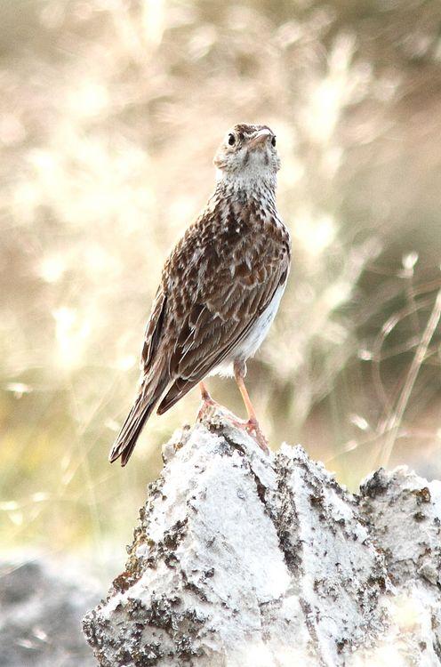 Chersophilus duponti-Alondra ricotí La esteparia más deseada y esquiva.