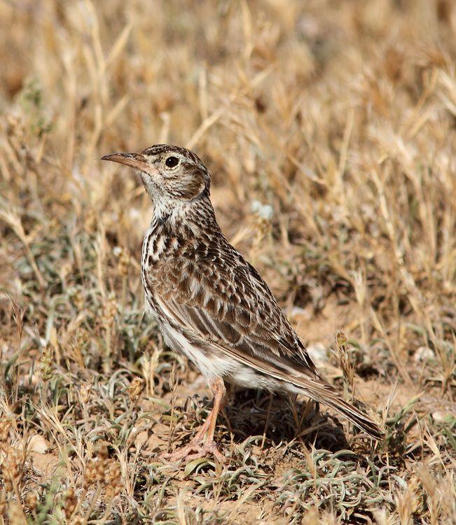 Chersophilus duponti-Alondra ricotí La esteparia más deseada y esquiva.