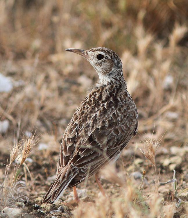 Chersophilus duponti-Alondra ricotí La esteparia más deseada y esquiva.