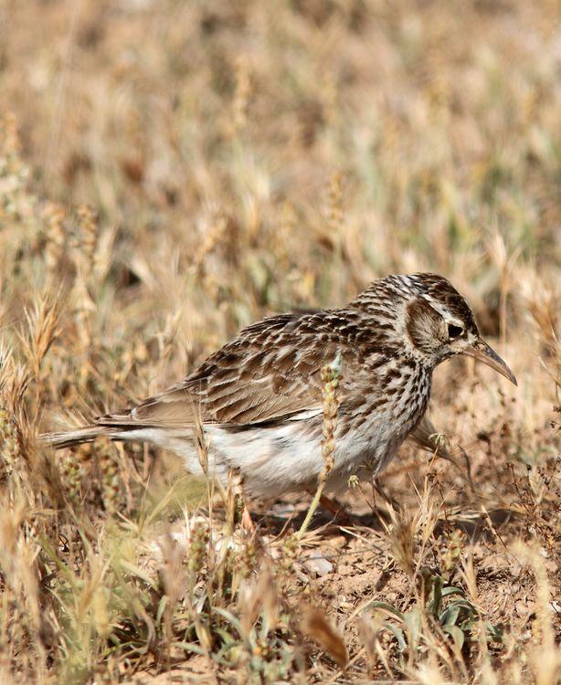 Chersophilus duponti-Alondra ricotí La esteparia más deseada y esquiva.