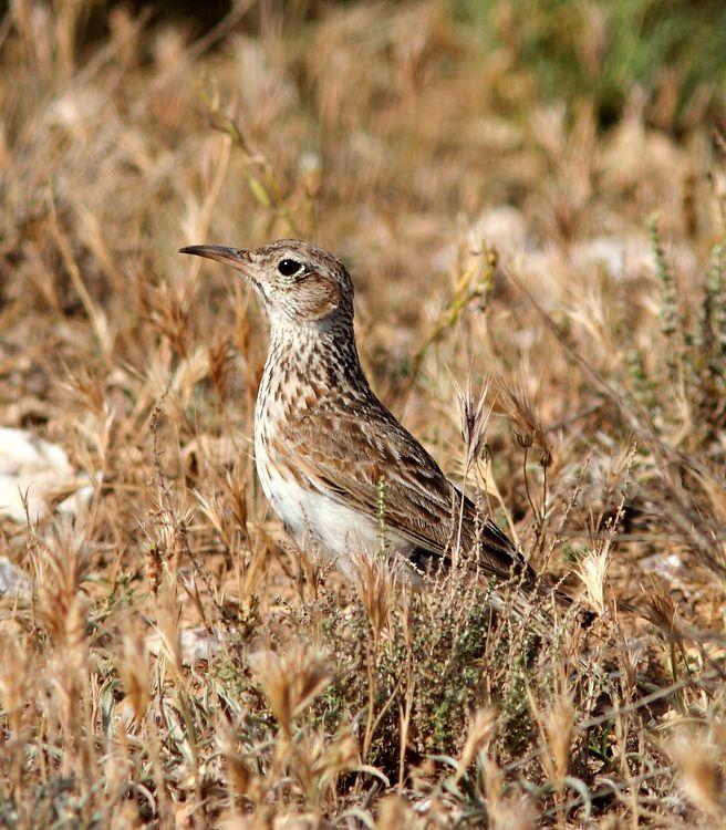 Chersophilus duponti-Alondra ricotí La esteparia más deseada y esquiva.