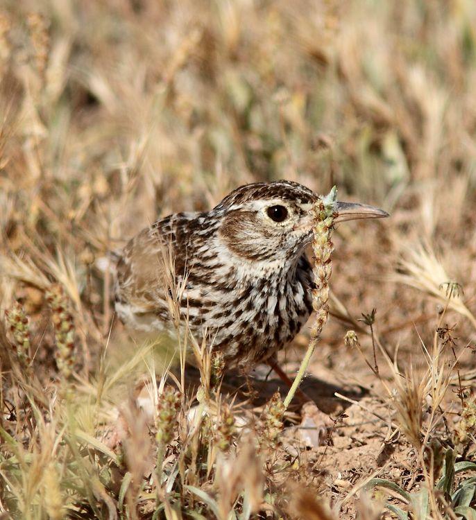 Chersophilus duponti-Alondra ricotí La esteparia más deseada y esquiva.