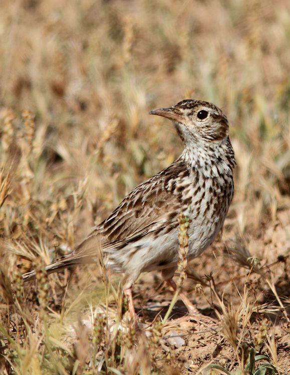 Chersophilus duponti-Alondra ricotí La esteparia más deseada y esquiva.