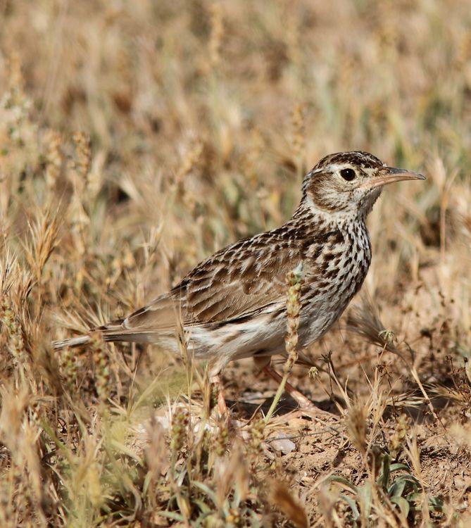 Chersophilus duponti-Alondra ricotí La esteparia más deseada y esquiva.