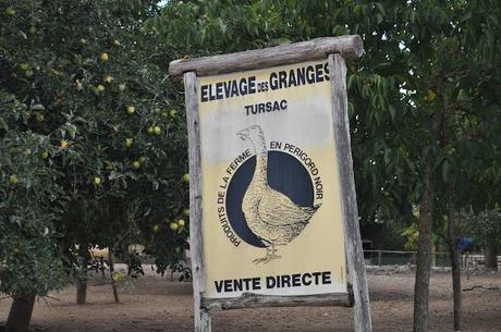 PERIGORD NEGRO (II): RUTA POR EL VALLE DEL DORDOGNE