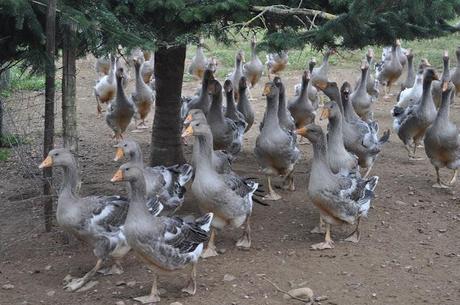 PERIGORD NEGRO (II): RUTA POR EL VALLE DEL DORDOGNE