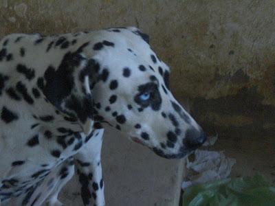 VENUS, DÁLMATA SORDA EN ADOPCIÓN. JÓDAR (JAÉN)