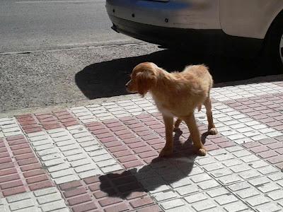 CACHORRO EN LA CALLE, MUY DETERIORADO.