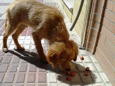 CACHORRO EN LA CALLE, MUY DETERIORADO.