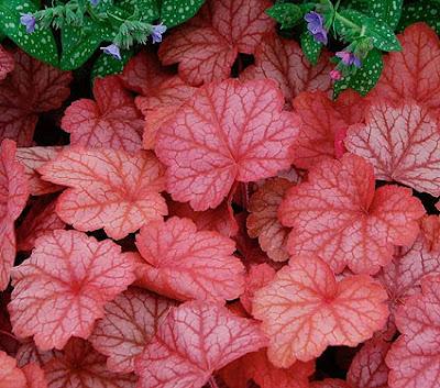 Heuchera Georgia