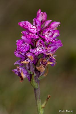 Orquídeas en el Cantábrico