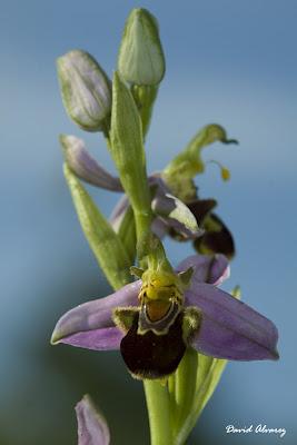 Orquídeas en el Cantábrico