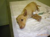 Vicky operacion urgente quedara invalida.