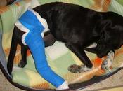 Cachorro atropellado huelva.‏ ayuda!!!