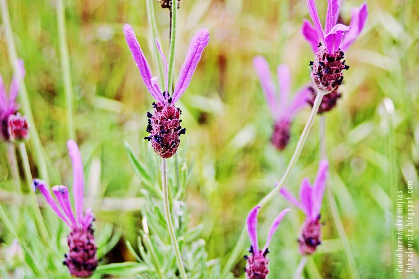 Fragancia en violeta