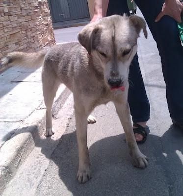 Cruce de husky de un año en perrera y pendiente de que lo saquemos antes del 15 de junio.Necesita ayuda