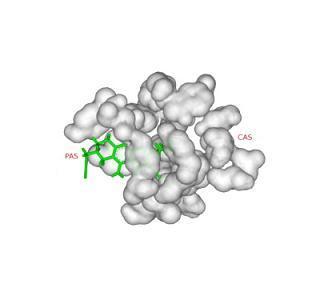 Molécula con alto potencial contra el Alzheimer