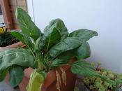 Mare Nostrum: huerto casa