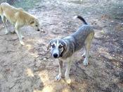 Madre hija ABANDONADAS, FAVOR AYUDA ANTES QUEDEN PREÑADAS. (Huelva)