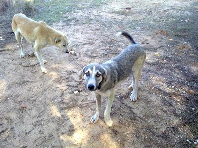 Madre e hija ABANDONADAS, POR FAVOR AYUDA ANTES DE QUE SE QUEDEN PREÑADAS. (Huelva)