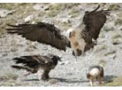 Cuatro nuevos quebrantahuesos liberados Cazorla