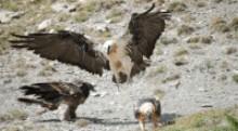 Cuatro nuevos quebrantahuesos liberados en Cazorla