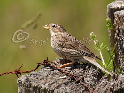Natrix, triguero y cia...