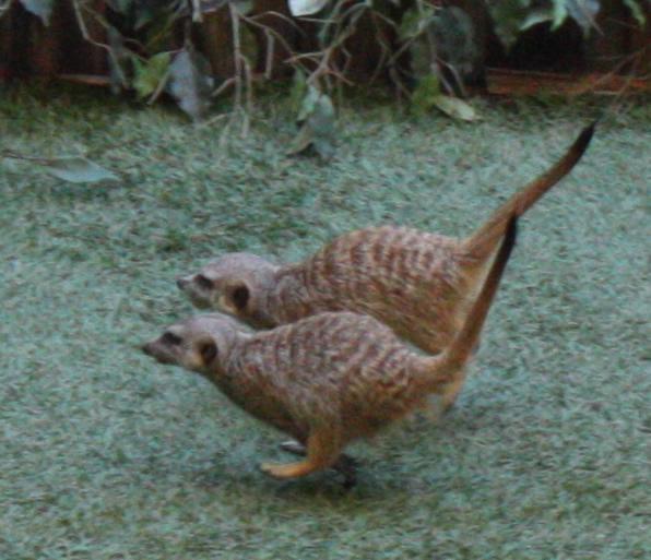suricatos-suricata suricatta-faunia-juego