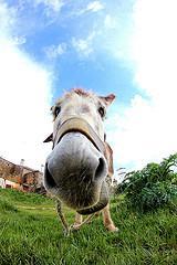 Autorretrato sin afeitar