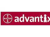 Leishmaniasis ADVANTIX