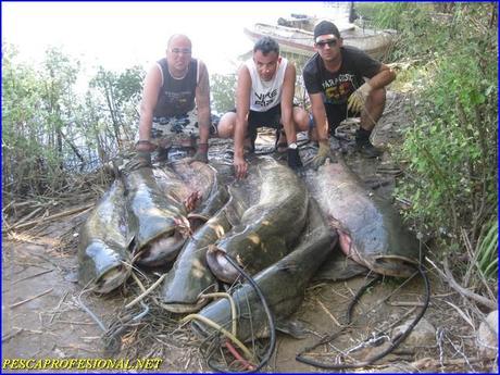 GUIAS DE PESCA DEL SILURO2 PESCA DE SILUROS EN  MEQUINENZA