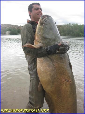 SILURO RIO EBRO PESCA DE SILUROS EN  MEQUINENZA