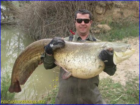 IMG 3894 PESCA DE SILUROS EN  MEQUINENZA