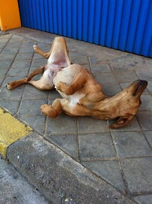 PODENCA BUENISIMA Tirada en la calle y aun asi enseña su barriga esperando que alguien la recoja...‏(TOLEDO)