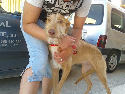 MUY URGENTE. Nos han devuelto a URKO. Podenquito portugués. GPAR