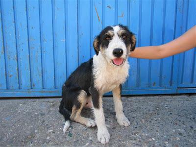 Simón, abandonado en un sitio muy peligroso!