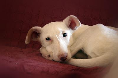 URGENTE!!! Se necesita acogida para cachorrita podenquita blanca preciosa de 6 meses o la darán a un cazador. Valencia.