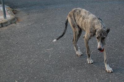 Galgo cachorro de 8 meses en la puñetera calle, con el calor que hace, se va a morir!! ACOGIDA O ADOPCIÓN. (CÓRDOBA)