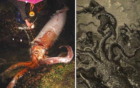 Descubriendo al Kraken (I): El Calamar Gigante