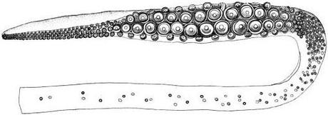 Descubriendo al Kraken (I): El Calamar Gigante